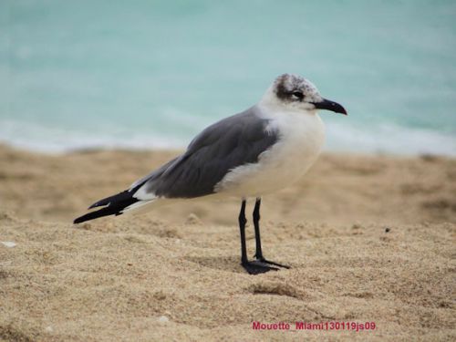 Laridés divers (Mouettes et Goélands)