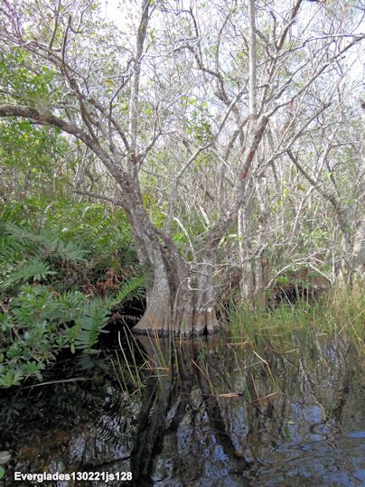 Les Everglades  (Floride)