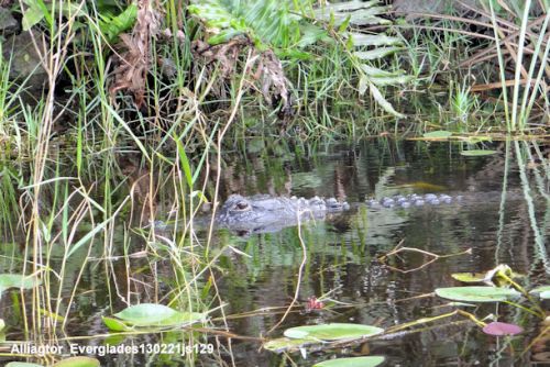Les Everglades  (Floride) : Alligator