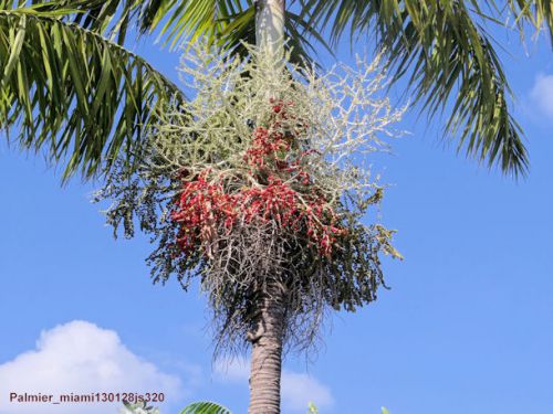 Fruits de palmiers  (Miami)