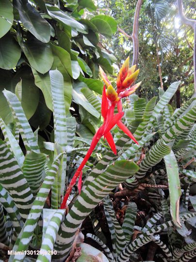 Strelizia  (Everglades)