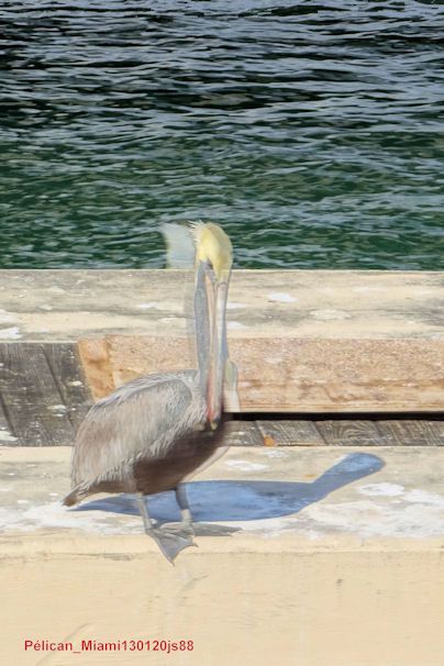 Pélican brun  (port de Miami)