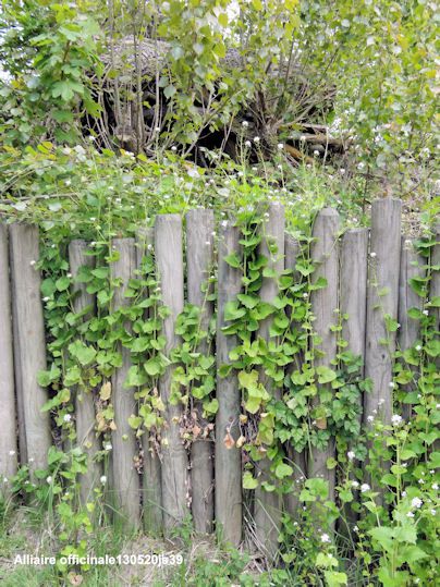 Alliaires officinales dans une palissade