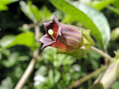 La belladone (plante toxique)