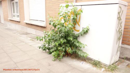 Plantes urbaines