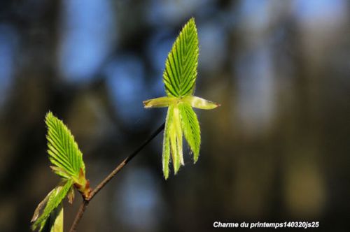 Image de printemps