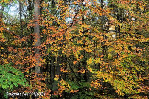 Automne en Forêt de Soignes