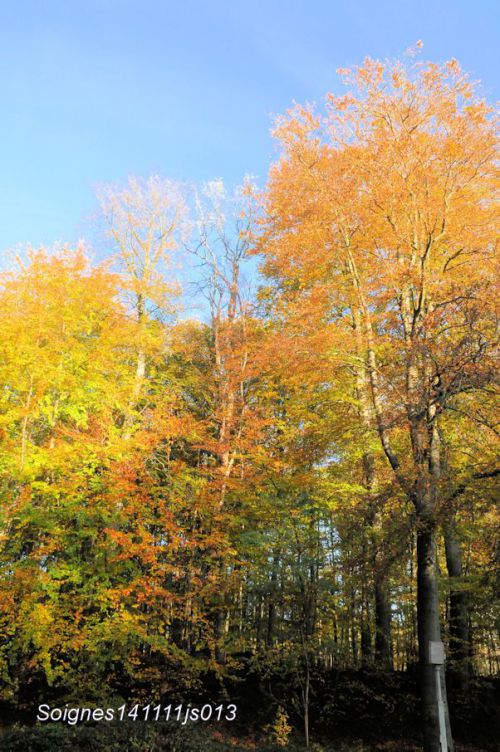 Automne en Forêt de Soignes