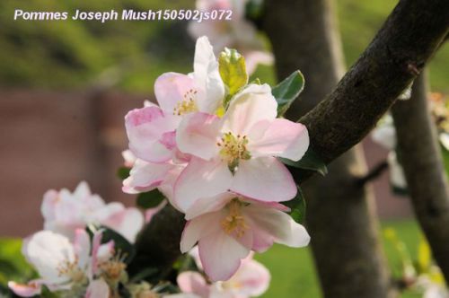 Pommier en fleurs : Joseph Mush