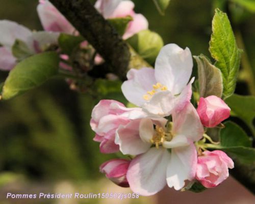 Pommier en fleurs : Président Roulin