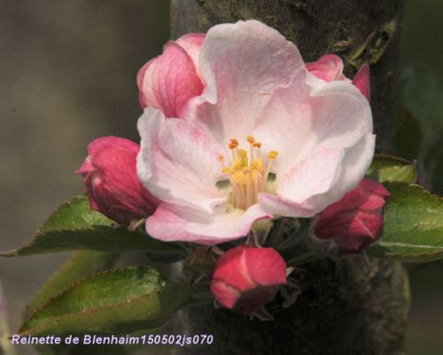 Pommier en fleurs : Reinette de Blenheim