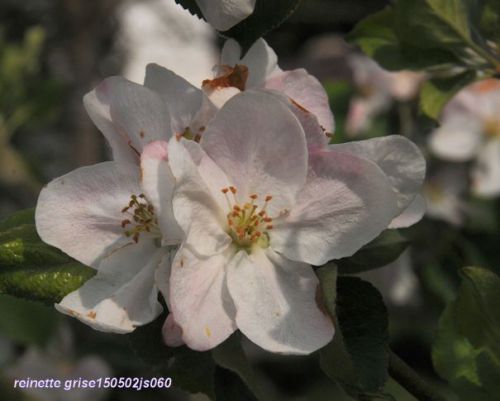 Pommier en fleurs : Reinette grise