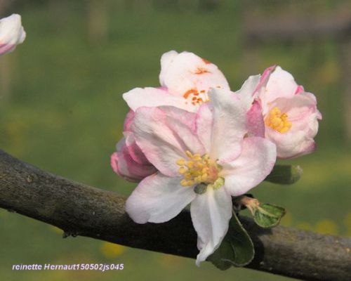 Pommier en fleurs : Reinette hernaut