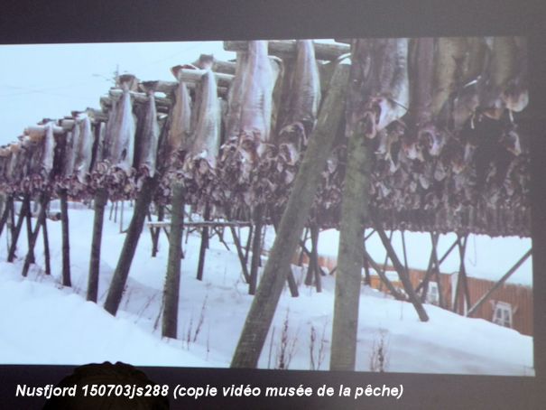 Lofoten : Nusfjord : séchage du hareng (copie vidéo du musée de la pêche)