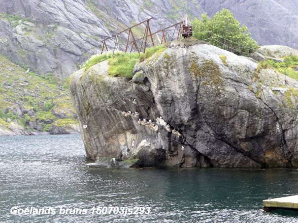 Lofoten : Nusfjord : goélands brun