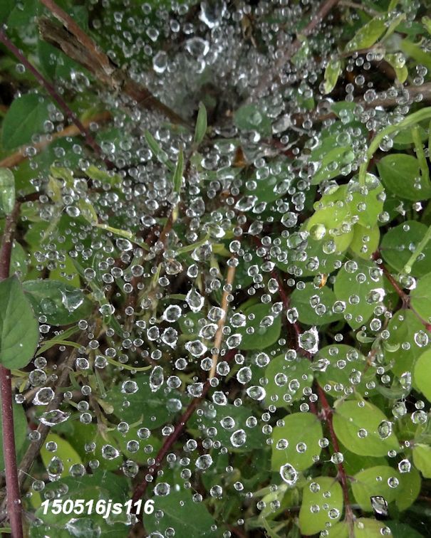 Après la pluie !