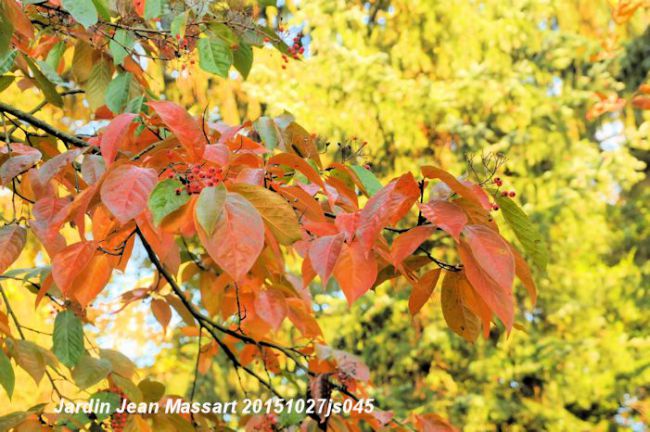 L'automne au jardin Jean Massart