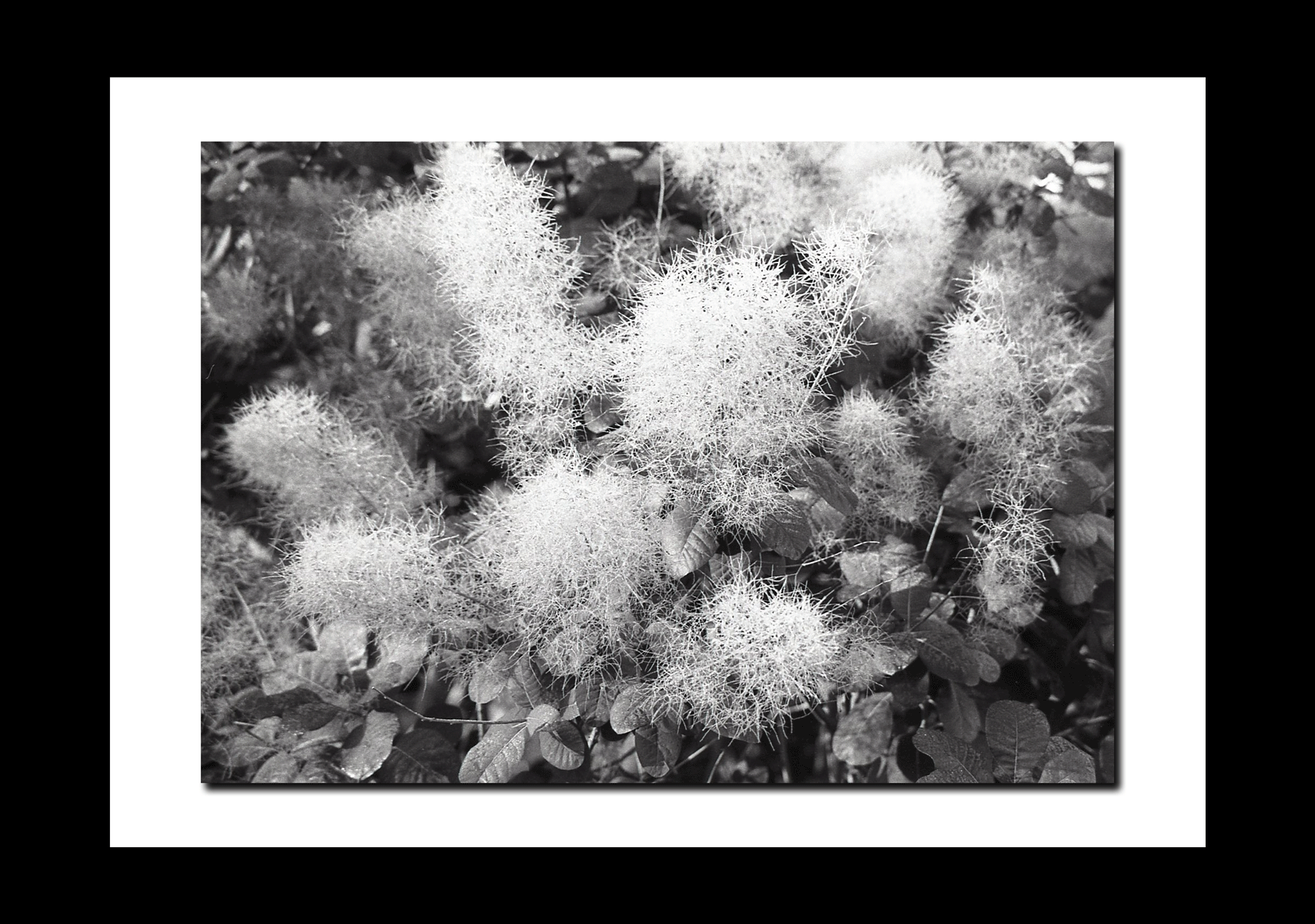 Bouquet de cotinus