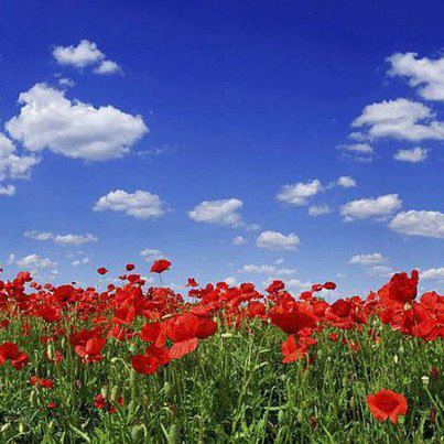 champ de coquelicots 01.jpg