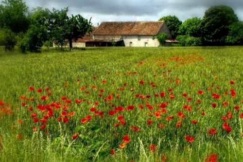 coquelicots-826639.jpg