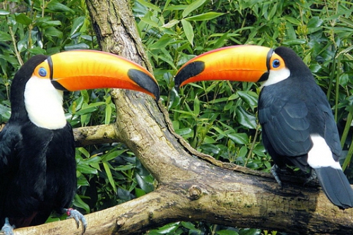 toucan-787027.jpg