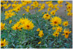 fleur de topinambour.png