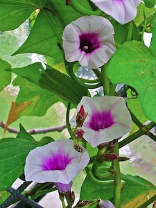 Fleur de patate douce.jpg