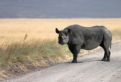 black rhino in ngorongoro crater.jpg