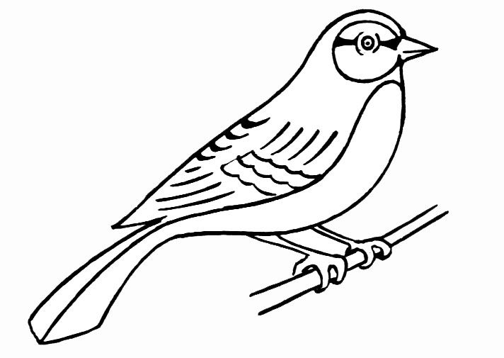 Coloriage Oiseau.JPG