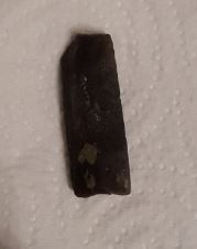 Rostre Belemnite.JPG