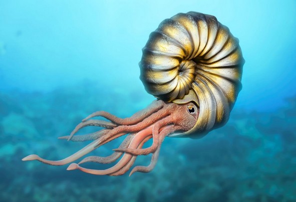 Ammonite.jpg