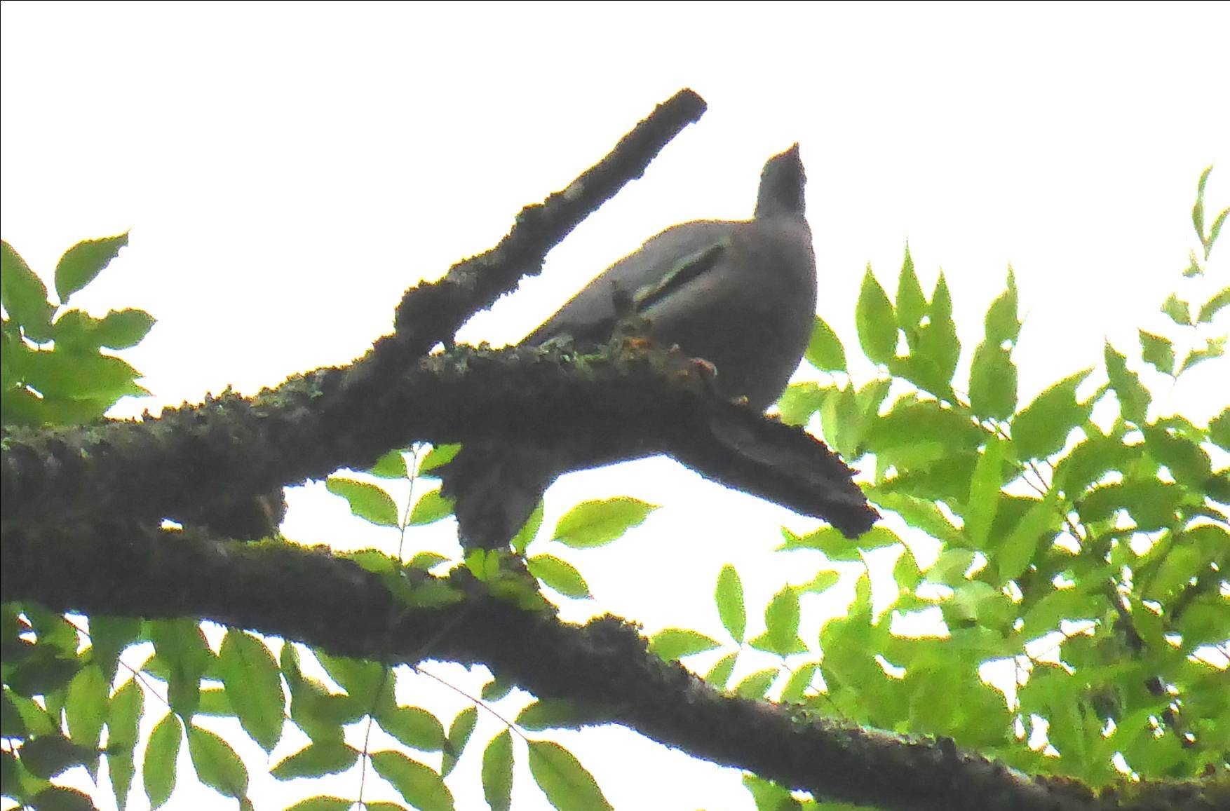 Ornithologie Sortie M-Françoise - Juin 2016 12.jpg