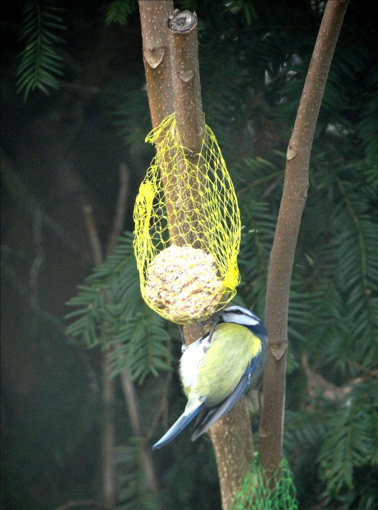 Oiseaux des Cèdres 01.jpg