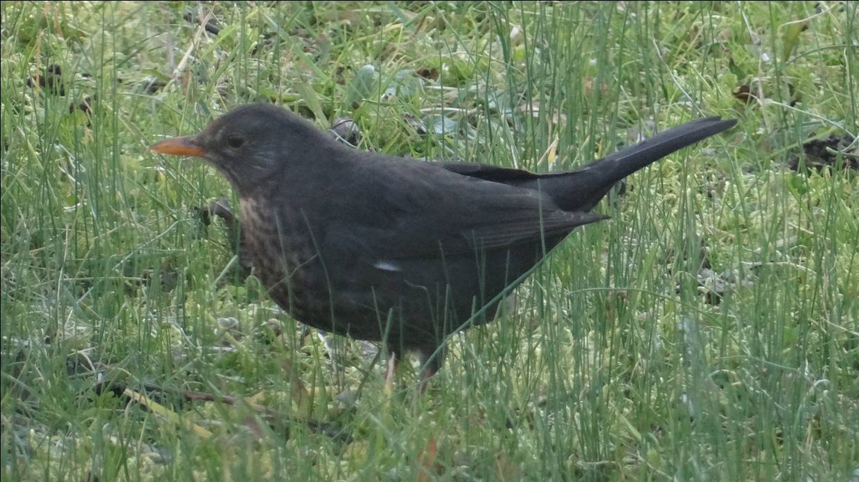 Oiseaux des Cèdres 09.jpg