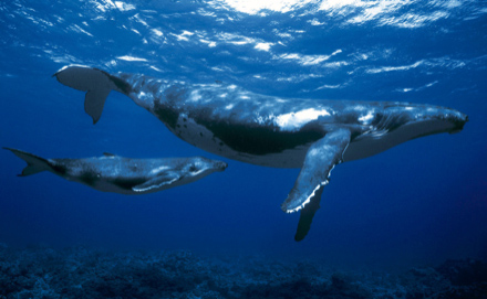 baleine à bosses 1.jpg
