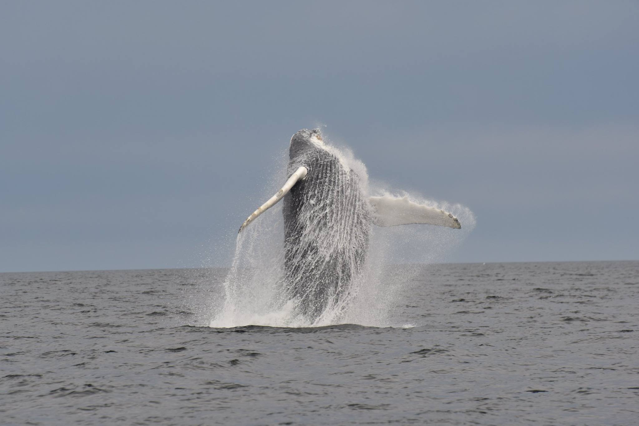 Baleine à bosse 12 Juillet 2016.jpg