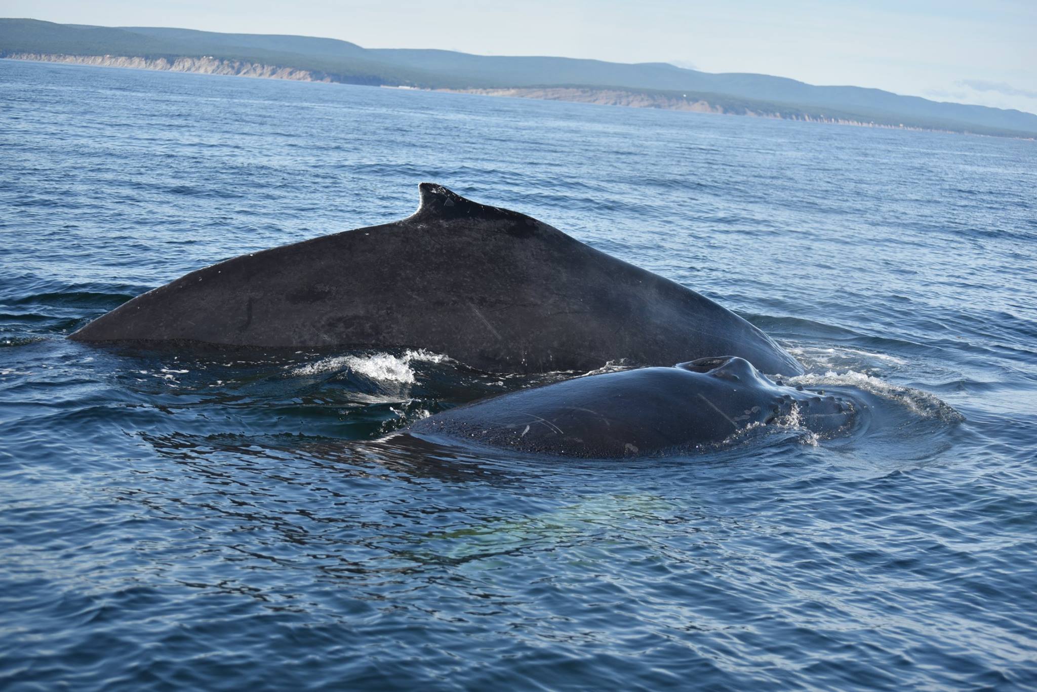 Baleine et baleineau.jpg