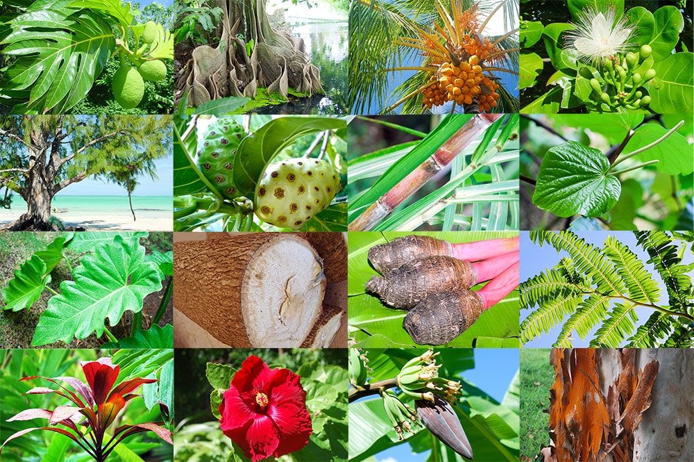 origine-des-plantes-tahiti-heritage.jpg
