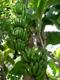 bananier Tahiti.jpg