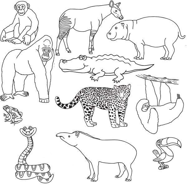 coloriage-animaux-sauvages-17959.jpg
