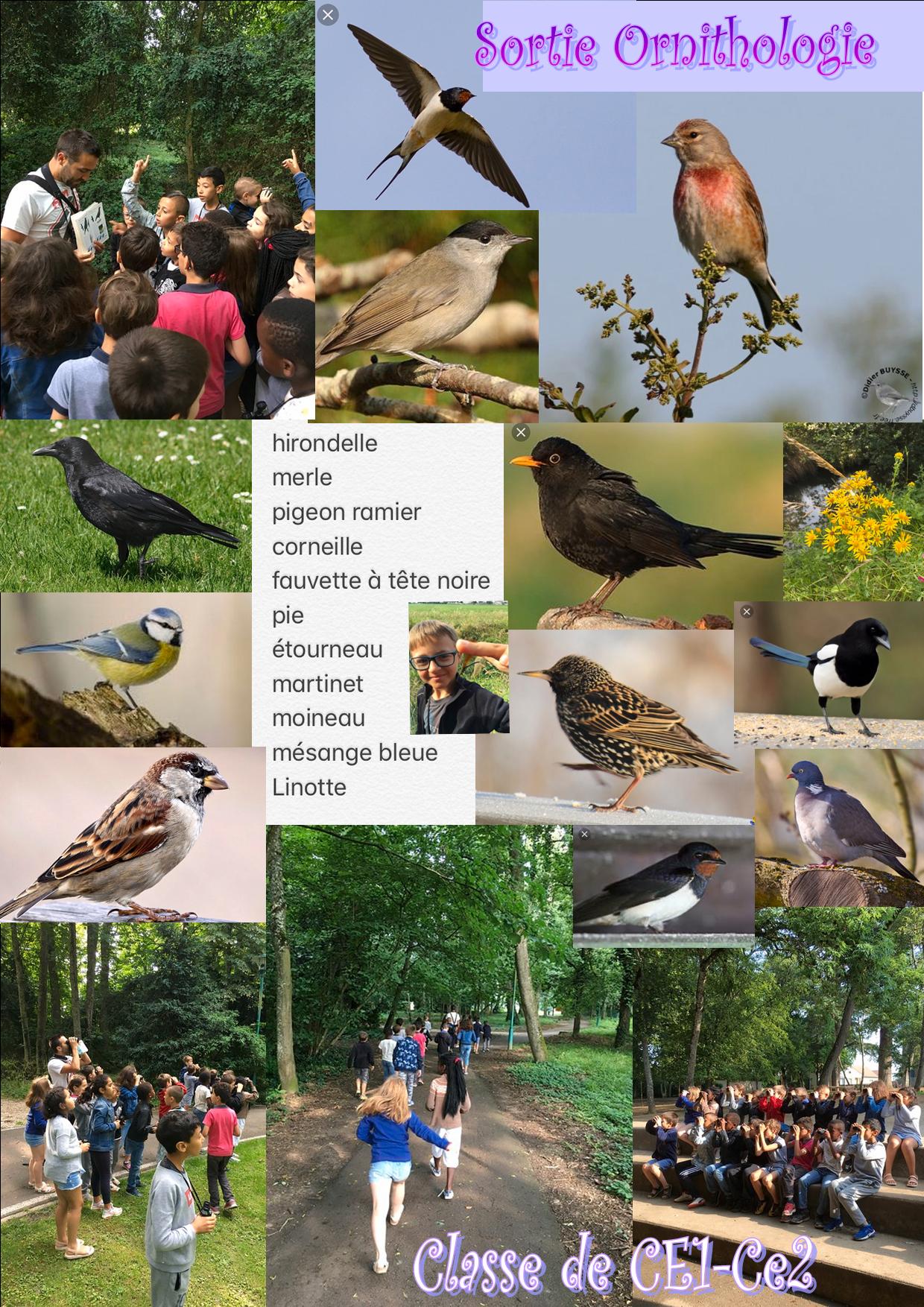 Affiche Sortie Ornithologie.jpg