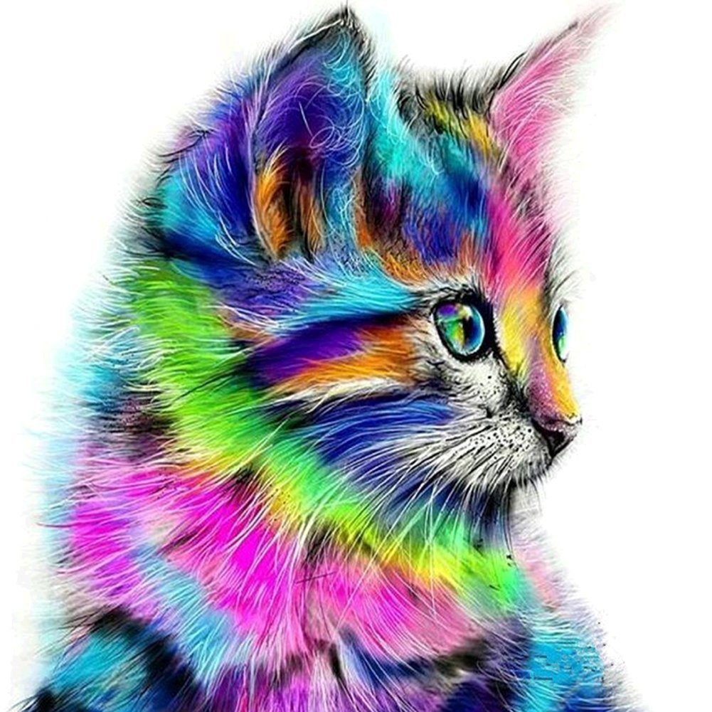 Chat multicolore.jpg