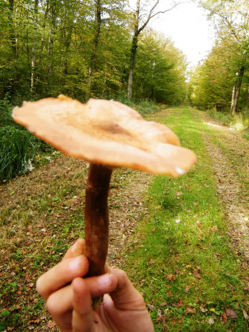 Champignons des bois