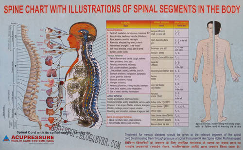 BB Spine chart.jpg