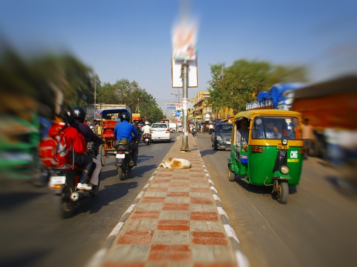 Small IMG_2014 Sadar bazar dog.jpg