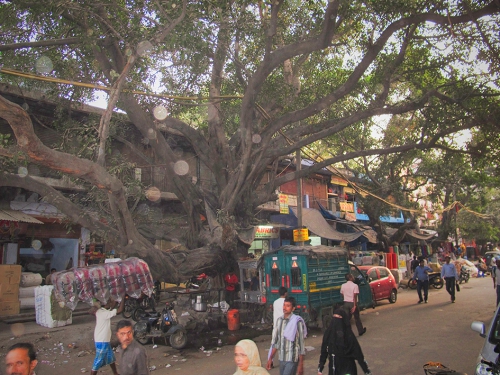 Small IMG_2090 Arbre Sadar bazar.jpg