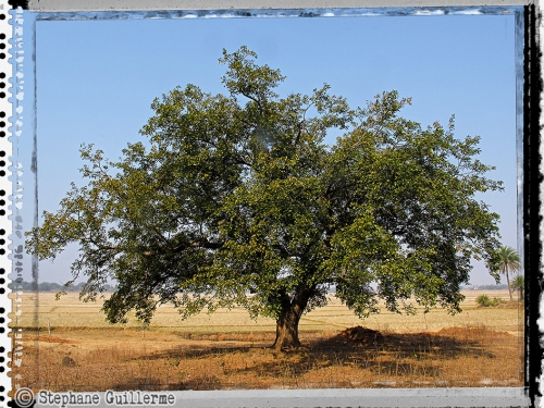 Small IMG_5202 Arbre et champs de riz.jpg