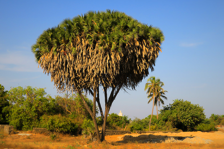 IMG_1095 palmiers duMozambique Diu Small.jpg