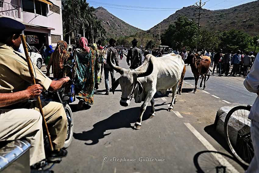 IMG_2743 La route la vache Shiva ratri Junagadh Small.jpg