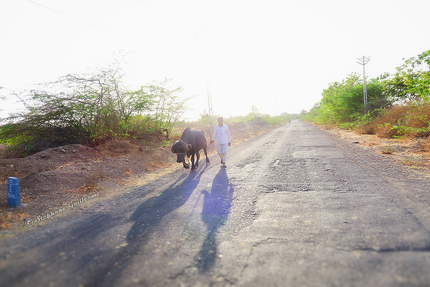 IMG_3537 Homme et buffalo sur route. Vers Porbandar Small.jpg